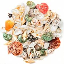 1pc 60g Assorted Natural Seashell, Scallop, Starfish Decorative Ornaments - Suitable For Indoor Home Decor, Aquarium Decoration, Materials For Making Shell Photo Albums, Seashell Crafts, And Fragrance Accessories