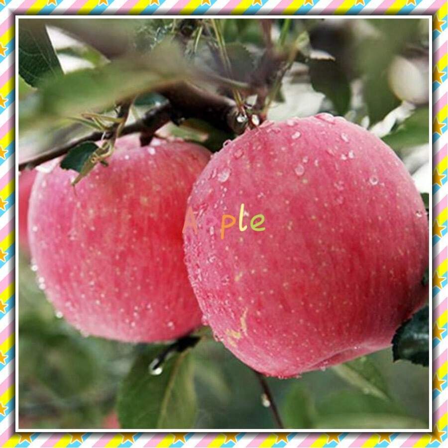 10 piezas de nuevas semillas de plantas frutales de manzano bonsái para el hogar y el jardín - 1 - Ver 1