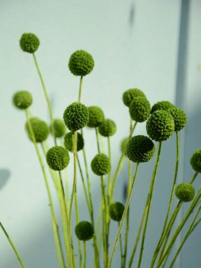 10 قطع / 20 قطعة من الزهور الطبيعية الجافة كراسبيديا كرات بيلي زهور أزرار بيلي باقة زهور لتنسيقات الزهور وديكور المنزل والحفلات الزفاف في مزهريات عالية باللون الأصفر