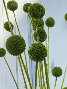 10 قطع / 20 قطعة من الزهور الطبيعية الجافة كراسبيديا كرات بيلي زهور أزرار بيلي باقة زهور لتنسيقات الزهور وديكور المنزل والحفلات الزفاف في مزهريات عالية باللون الأصفر