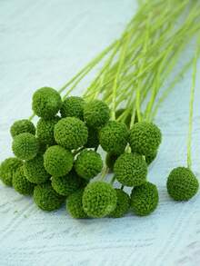 10 قطع / 20 قطعة من الزهور الطبيعية الجافة كراسبيديا كرات بيلي زهور أزرار بيلي باقة زهور لتنسيقات الزهور وديكور المنزل والحفلات الزفاف في مزهريات عالية باللون الأصفر