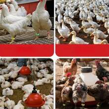 30/90/150 pezzi Fasce per zampe di pollo regolabili e riutilizzabili - Anelli di plastica resistente per zampe di polli, anatre, oche | Facili da usare, senza alimentazione richiesta | Accessori per polli