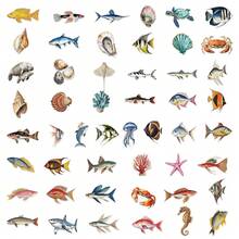 50Pcs Transparent Stickers Sea Animals Stickers Aesthetic Stickers Colored Stickers Fish Stickers Vinyl Stickers Stickers For Water Bottle, Hydroflask, Guitar, Luggage, Phone, Case, Laptop, Skateboard, Gift - Multicolor - View 3