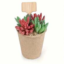 25 pezzi/75 pezzi/125 pezzi Etichette per piante Xemussa, contrassegni per piante da giardino, targhette in legno a forma di T con pennarello incluso, etichette impermeabili per piante da giardino, vivaio e vasi, dimensioni 3,9"x2,4"