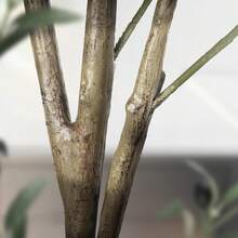 Alupssuc 5FT Artificial Olive Tree With Lifelike Leaves, Indoor Outdoor Faux Olive Tree For Home, Living Room, Bedroom, Balcony, Corner, Office, Garden Decor, 150cm