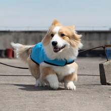 Pet Raincoats - Blue - View 4