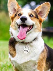 1pc Customizable Laser Engraved Text Metal Pet ID Tag, Lost & Found Cat/Dog Metal Identification Tag - Multicolor - View 3