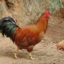 30/90/150 pezzi Fasce per zampe di pollo regolabili e riutilizzabili - Anelli di plastica resistente per zampe di polli, anatre, oche | Facili da usare, senza alimentazione richiesta | Accessori per polli