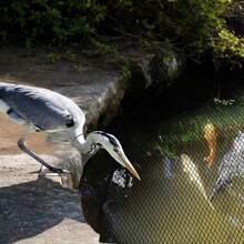 Pond Netting Pond Leaf Net, Satin Pond Cover, Heavy Satin Pond Net, Pond Protective Cover Net Protects Satin Fish From Birds Pond Netting Pond Leaf Net, Satin Pond Cover, Heavy Satin Pond Net, Pond Protective Cover Net Protects Satin Fish From Birds