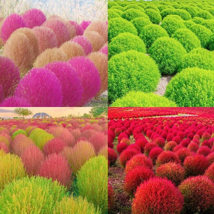 3000+ Seeds Kochia Trichophylla Burning Bush Shrub Seeds For Planting