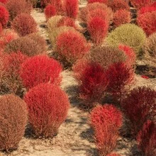 3000+ Seeds Kochia Trichophylla Burning Bush Shrub Seeds For Planting