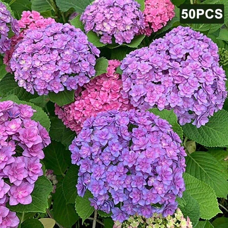 500 Flowers And Flower Seeds - 500seeds - View 1