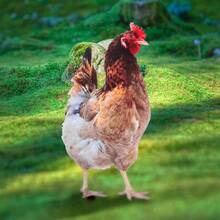 2 件 STOBOK 乡村风格母鸡架，亚克力鸡装饰 - 多功能动物主题花园装饰，无需电源或电池，户外庭院艺术 - 彩色 - 查看 8