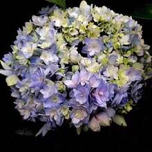 500 Flowers And Flower Seeds - 500seeds - View 4
