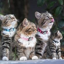 Catpro 1Pc Smart ID Cat Collar, With Pet ID Tag Anti-Lost Feature, Equipped With Bell And Reflective Design, Adjustable Collar (Note: NO GPS, No Need To Download App, Scan QR Code With Camera To Access Pet Profile)