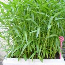 Vibrant Colors Water Spinach Seeds - Rau Muong - Kangkong, Water Morning Glory Seeds, Ong Choy, Water Convolvulus, Chinese Water Spinach Seeds - default - View 7