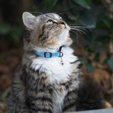 Catpro 1Pc Smart ID Cat Collar, With Pet ID Tag Anti-Lost Feature, Equipped With Bell And Reflective Design, Adjustable Collar (Note: NO GPS, No Need To Download App, Scan QR Code With Camera To Access Pet Profile)