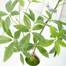 Árbol artificial para uso en interiores, plantas artificiales altas en macetas, plantas artificiales grandes con ramas de follaje realistas, plantas de Aralia artificiales en macetas para decoración en la sala de estar, la oficina o el hogar.