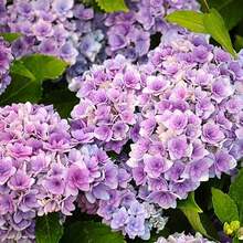 500 Flowers And Flower Seeds - 500seeds - View 3