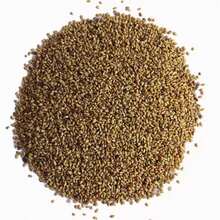 Tiger Lily Seeds Lilium Spotted Flower 100 Seeds - Multicolor - View 7