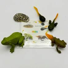 Life Cycle Learning Toys For Kids, Realistic Figurines With Learning Cards, Entomology, Botany, Zoology Toy Kits, Monarch Butterfly Kit Caterpillars Live