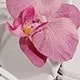 Rosa Fucsia