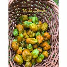 Vibrant Colors Mustard Ghost Pepper Seeds - default - View 2