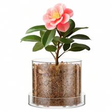 Klare Pflanzentöpfe Acryl Gewächshaustöpfe mit Ablauflöchern und Untertasse Transparente Pflanzentöpfe Klarer Blumentopf für Zimmerpflanzen, Sukkulenten, Kräuter, Blumen und Kakteen Dekorativ