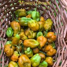 Vibrant Colors Mustard Ghost Pepper Seeds - default - View 4