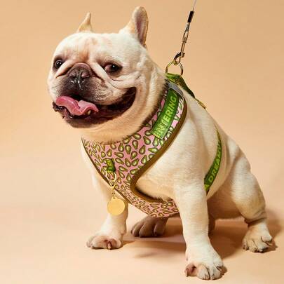 PETSIN 情人节和新年礼物 奢华设计高品质五金金色金属扣时尚印花宠物背带和 1 个配色 ID 标签 适合中小型和大型小狗节日礼物