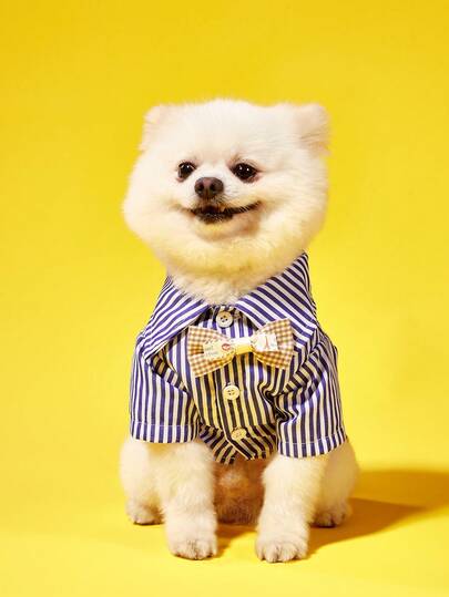 PETSIN 蓝色条纹宠物领结项圈，适合猫狗，四季皆宜