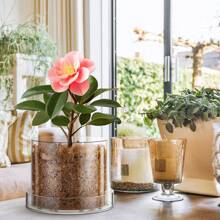 Klare Pflanzentöpfe Acryl Gewächshaustöpfe mit Ablauflöchern und Untertasse Transparente Pflanzentöpfe Klarer Blumentopf für Zimmerpflanzen, Sukkulenten, Kräuter, Blumen und Kakteen Dekorativ