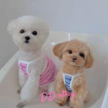 1pc Pet Breathable Vest, Letter Print Mesh Pet Harness For Dog/Cat, Comfortable & Cool, Suitable For Poodles, Yorkies, Schnauzers, Maine Coons, Ragdolls And Other Medium/Small Pets