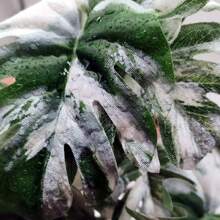 Reptile Plants For Terrariums, Amphibian Habitat Decorations, Artificial Hanging Plants With Suction Cups, Artificial Plants For Gecko Color-Changing Dragon Snake Turtle Tank Accessories