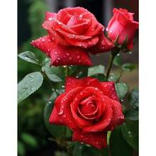 Discount Offer 100111   High-Quality Ecuadorian Red Rose Seeds, Perfect For Creating A Garden Of Elegance And Passion.