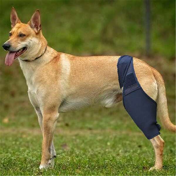 Órtesis para patas de perro: férula médica para patas delanteras y traseras