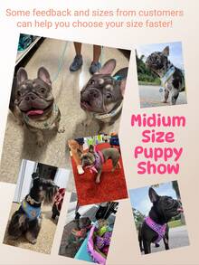 Regalos de Día de San Valentín y Año Nuevo - Diseño de lujo con herrajes de metal de color dorado de alta calidad, arnés de mascota con estampado de moda y 1 placa de identificación a juego de color para cachorros pequeños, medianos y grandes, regalo festivo