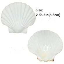 10pcs Natural Scallop Shells - White Sea Shells From The Beach - For DIY Crafts, Home Decor, Vase Filler - Perfect For Coastal Theme - Gift For Crafters & Beach Lovers ￼