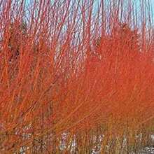 Zwei Flammenweidenbäume - Leuchtende orange und rote Rinde - Einzigartige und seltene lebende Baumpflanzen - Züchten Sie 2 Flammenweidenbäume - Ideal für Bonsai oder Outdoor-Anbau