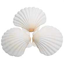 10pcs Natural Scallop Shells - White Sea Shells From The Beach - For DIY Crafts, Home Decor, Vase Filler - Perfect For Coastal Theme - Gift For Crafters & Beach Lovers ￼