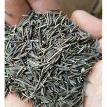 Outsidepride 1000 Seeds Annual Salmon African Daisy Flower Seeds For Planting - 1000 Seeds - View 5