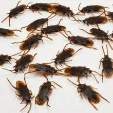 Halloween Ultimate Prank Set - Surreal Fake Cockroaches, Prank Toys, Emotional Impact Spoons - Perfect Multi Pack Party Discounts, Holiday Party Gifts, Christmas - Cockroach - View 1