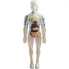3D Transparent Human Anatomy Model Kit, Movable Organs And Skeletal Structure, Interactive Science Human Body Model Tool, Plastic Anatomy Model Set, Human Organ And Skeleton Model - Human Body Model Building Blocks - View 11