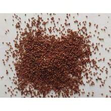 241pcs Chipilin Seeds Chipilin Seeds For Planting Herb Seeds - 241 - View 4