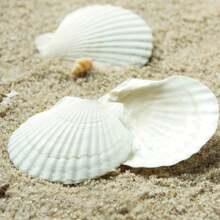 10pcs Natural Scallop Shells - White Sea Shells From The Beach - For DIY Crafts, Home Decor, Vase Filler - Perfect For Coastal Theme - Gift For Crafters & Beach Lovers ￼