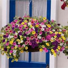 1000pcs Calibrachoa Flower Seeds For Planting - 1000 hạt giống - Xem 6