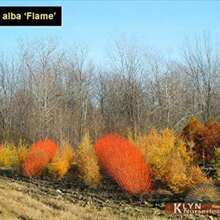 Zwei Flammenweidenbäume - Leuchtende orange und rote Rinde - Einzigartige und seltene lebende Baumpflanzen - Züchten Sie 2 Flammenweidenbäume - Ideal für Bonsai oder Outdoor-Anbau