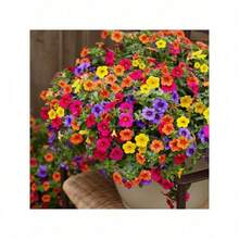 1000pcs Calibrachoa Flower Seeds For Planting - 1000 hạt giống - Xem 9