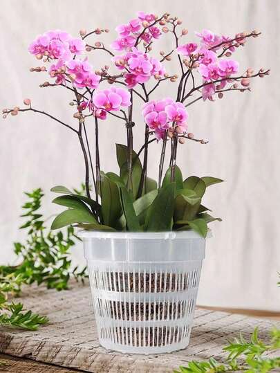 1/3/5 أصيص لزراعة الأوركيد، أصيص بلاستيكي شفاف للأوركيد به فتحة تصريف، لإعادة الزراعة، دوران الهواء الصحي، أصيص زهور إبداعي، جمالي للديكور الداخلي والخارجي للمنزل والحديقة والشرفة