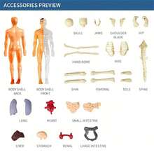 3D Transparent Human Anatomy Model Kit, Movable Organs And Skeletal Structure, Interactive Science Human Body Model Tool, Plastic Anatomy Model Set, Human Organ And Skeleton Model - Human Body Model Building Blocks - View 16
